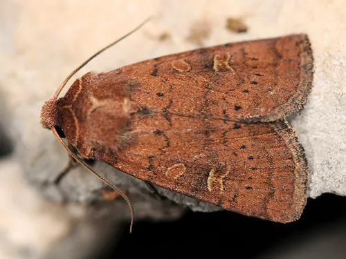 Square-spot Rustic - photo 5