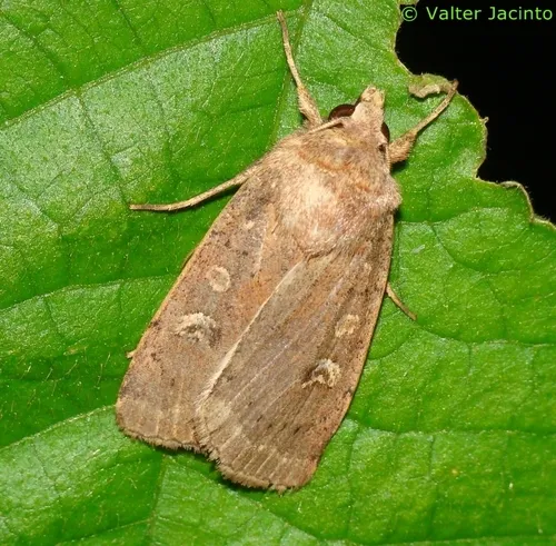 Square-spot Rustic - photo 8