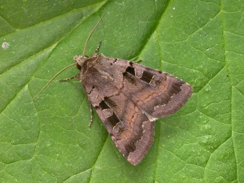Square-spotted Clay - Xestia stigmatica