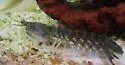 Squilla empusa