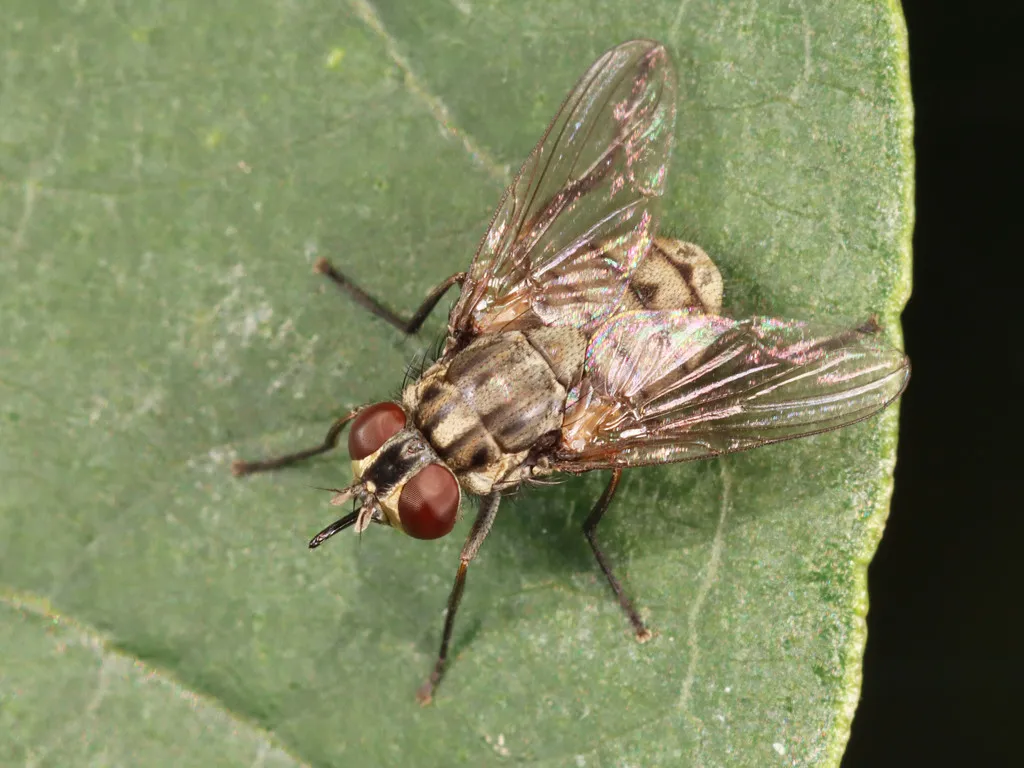 Stable Fly - photo 2