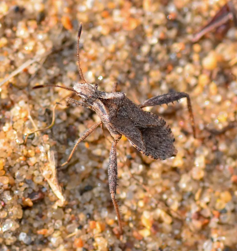 Stachyocnemus apicalis - photo 2