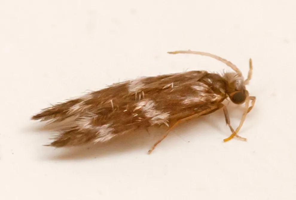 Stactobiella risi