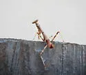 California Mantis