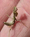 California Mantis - photo 2