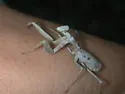 California Mantis - photo 3