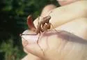 California Mantis - photo 5