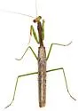 Sonoran Tiger Mantis