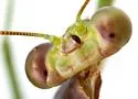 Sonoran Tiger Mantis - photo 3