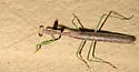 Sonoran Tiger Mantis - photo 4
