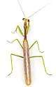 Sonoran Tiger Mantis - photo 5
