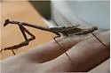 Larger Florida Mantis