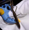 Larger Florida Mantis - photo 3