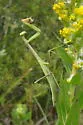 Larger Florida Mantis - photo 4