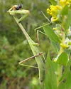 Larger Florida Mantis - photo 5