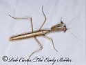 Arizona Tan Mantis