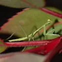 Arizona Tan Mantis - photo 2
