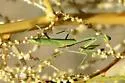 Arizona Tan Mantis - photo 4