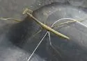 Arizona Tan Mantis - photo 5