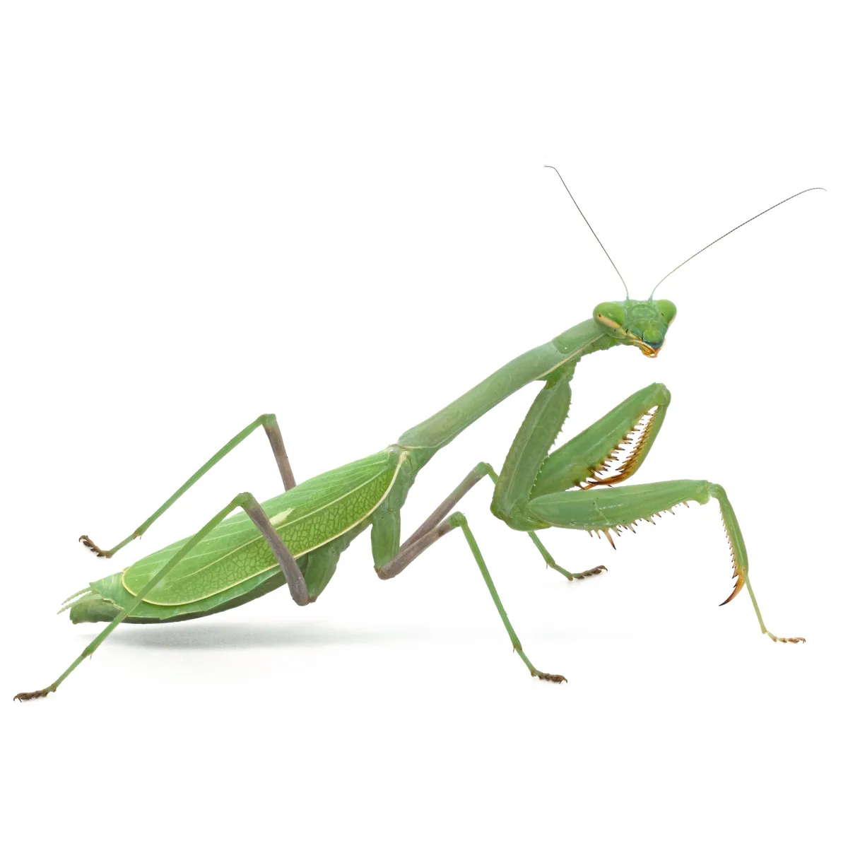 Bordered Mantis - photo 3