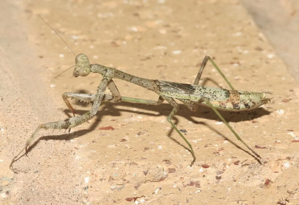Resaca Mantis - photo 2