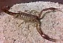 Stahnkeus deserticola