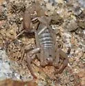Stahnkeus subtilimanus - photo 2