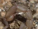 Stahnkeus subtilimanus - photo 3