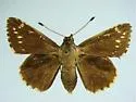 Manfreda Giant-Skipper - Hodges#4152