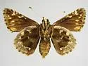 Manfreda Giant-Skipper - Hodges#4152 - photo 2