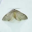 Stamnoctenis morrisata - Hodges#7356