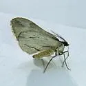 Stamnoctenis morrisata - Hodges#7356 - photo 2