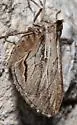 Stamnoctenis morrisata - Hodges#7356 - photo 3