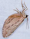 Stamnoctenis morrisata - Hodges#7356 - photo 4