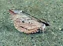 Stamnoctenis morrisata - Hodges#7356 - photo 5