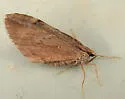 Stamnoctenis pearsalli - Hodges#7357