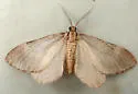 Stamnoctenis pearsalli - Hodges#7357 - photo 2