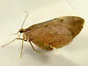 Stamnoctenis pearsalli - Hodges#7357 - photo 3