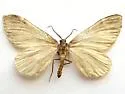 Stamnoctenis pearsalli - Hodges#7357 - photo 4