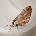 Stamnoctenis pearsalli - Hodges#7357 - photo 5