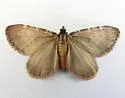 Stamnoctenis rubrosuffusa - Hodges#7358