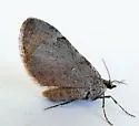 Stamnoctenis rubrosuffusa - Hodges#7358 - photo 2