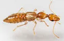 Stamnoderus monstrosus - photo 2