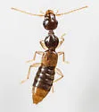 Stamnoderus monstrosus - photo 3