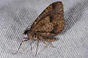 Stamnodes affiliata - Hodges#7337