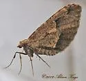 Stamnodes affiliata - Hodges#7337 - photo 3