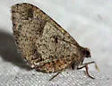 Stamnodes affiliata - Hodges#7337 - photo 4