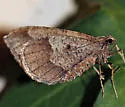 Stamnodes affiliata - Hodges#7337 - photo 5