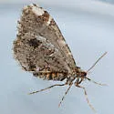 Stamnodes albiapicata - Hodges#7335