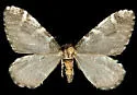 Stamnodes albiapicata - Hodges#7335 - photo 2